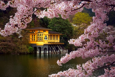 Japan - house, branch, cherry, Japan, Honshu island, spring, April, settlement, Prefecture, Kamakita, lake, color, Saitama, Moroyama