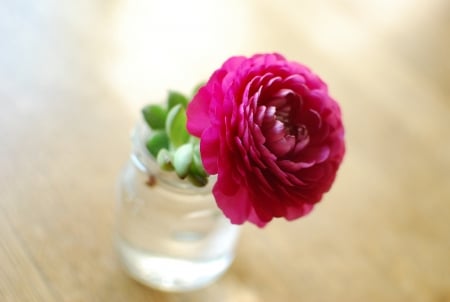 Beautiful Rose â™¥ - beautiful, lovely, rose, vase, flower