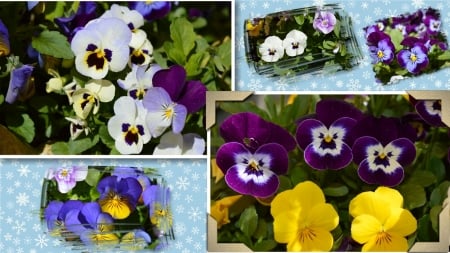 Happy Faces. - flowers, nature, viola, display