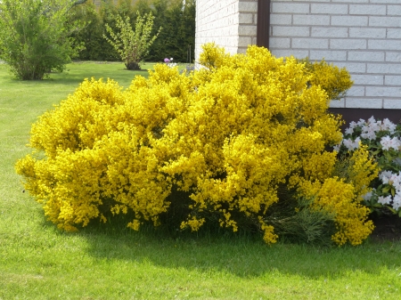 Yellow Bush - flowers, house, bush, yellow, garden, spring, grass