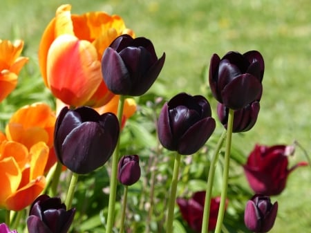 Tulips - tulips, orange, grass, black, garden, spring