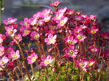 Spring Flowers - flowers, garden, pink, spring