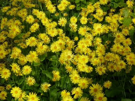 Yellow Spring Flowers