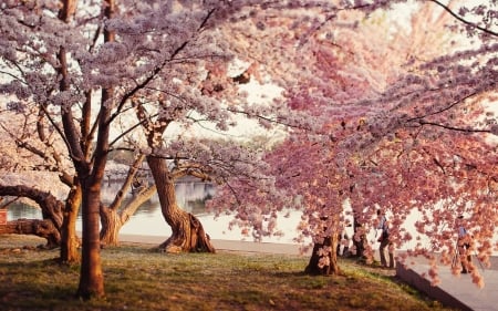 Spring Park - trees, blossoms, cherry, springtime, spring, nature, season, lake, park