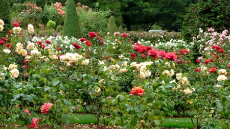 beautiful rose garden - nature, garden, roses, beautiful