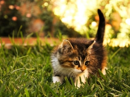 kitten in the grass - grass, animals, cats, kitten