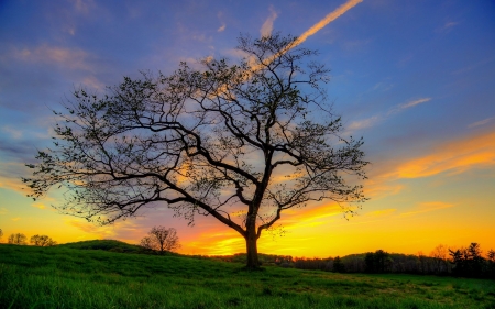 Landscape - nature, tree, sunset, landscape