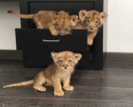 â™¥ Sweet Cubs â™¥ - trio, cubs, box, babbies