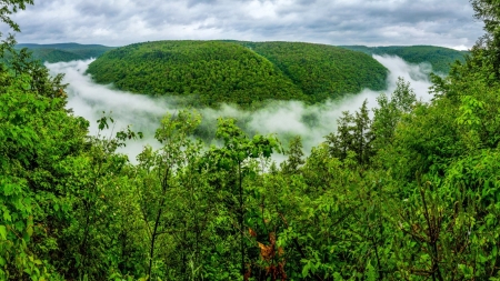 Green Forest - fog, sky, trees, clouds