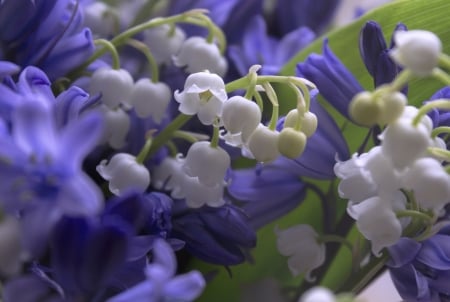 Flowers - white, flower, spring, blue, green