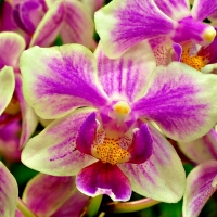 Orchids