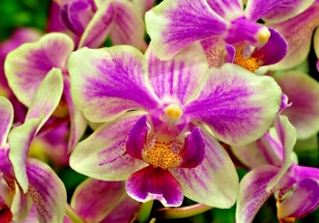 Orchids - flower, orchids, pink, green