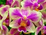 Orchids