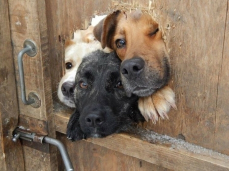 Having A Peek! - Dogs, Door, Trio, Peeking