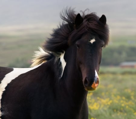 Black Power - black, horse, wild, amazing