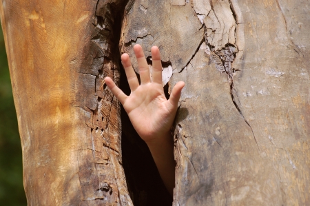 Help! - tree, hand, funny, wood