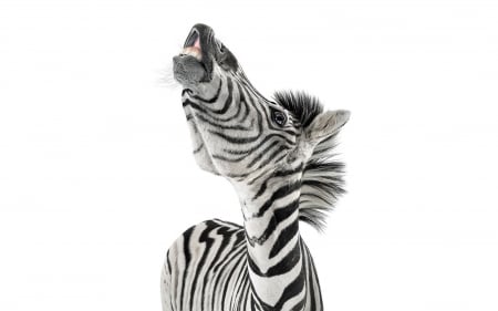 LOL - black, zebra, laughing, white, funny, lol, stripes