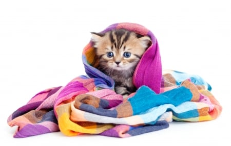 Kitten - white, animal, kitten, blue, pink, cat