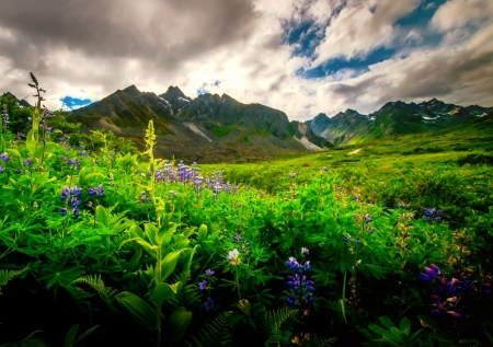 Mountain greenery - sky, greenery, clouds, beautiful, wildflowers, mountain