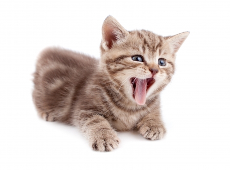 Carmeeen! - white, animal, kitten, funny, cute, sweet, tongue, cat