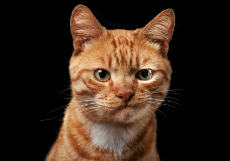 Garfield - cat, mood, animal, orange, funny, garfield, black, ginger