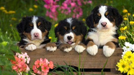 Burmese Mountain Dogs - flowers, dogs, summer, garden, spring, puppies, pup