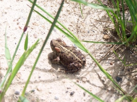 Little hopper - beach, grass, sand, toad, frog