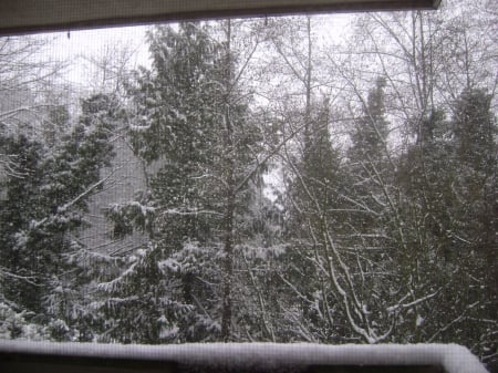 Fresh Snow on the Trees - trees, winter, snowy, snow, woods