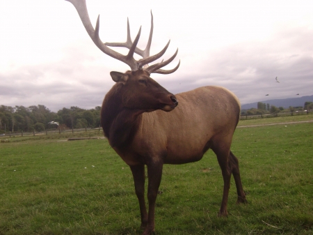 Majestic Elk - elk, trees, beautiful, deer, majestic, park