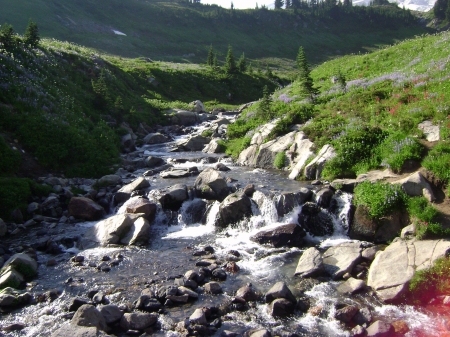 Mt. Rainier Runoff Stream - river, trees, nature, mountain