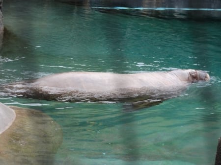 Walrus at the Zoo - walrus, zoo, Water, swim