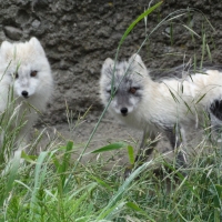 Snow Foxes