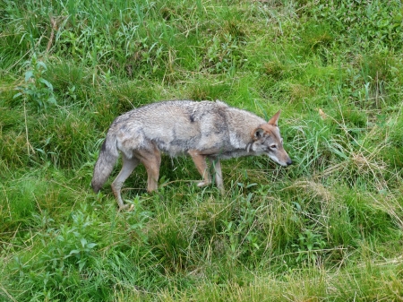 Wolves - nature, wolf, grass, field, animals