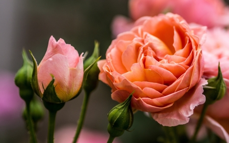 Queen of Flowers - garden, blossoms, buds, rose