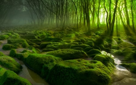 darkscape green light - hd, forest, light, green, darkscape