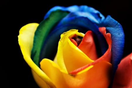 Rainbow rose - red, flower, rose, yellow, blue, rainbow, orange, nature, colorful, green