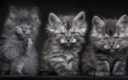 Kittens - grey, animal, kitten, funny, maine coon, cute, cat