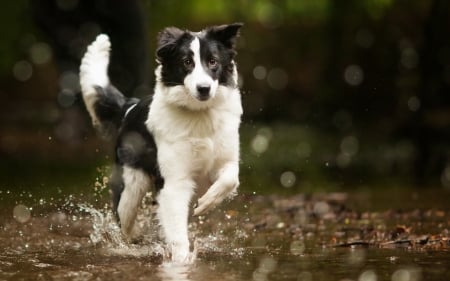 Border Collie - black, white, animal, water, border collie, dog