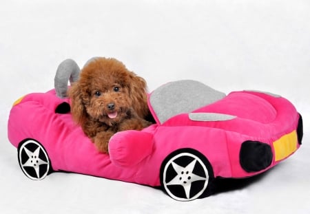 Come with me! - animal, car, funny, cute, dog, puppy, pink