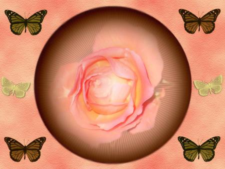 Butterflies - butterfly, roses, pink, abstract