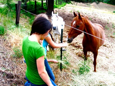 Horses feeding - horses, girls