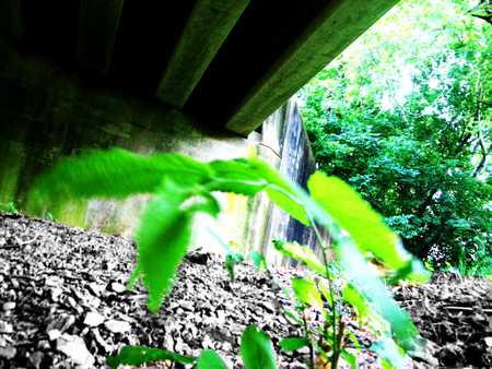 Ant Vision - trees, green, weeds, gravel, concrete, leaf, bridge