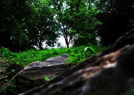 Behing the Rocks - trees, focus, green, behind, grass, rocks