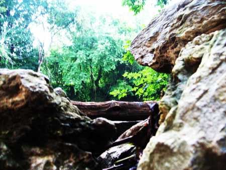 Contrast in Colors - wood, trees, bushes, foliage, rocks