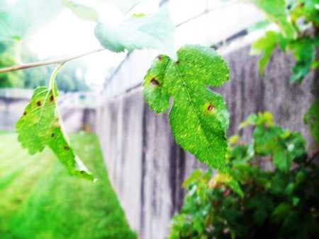 Leaf then blur - nature, blur, wall, concrete, green, leaf, grass