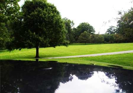 Opposite Imprints - juxstaposition, trees, nature, light, reflection