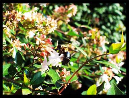 Bee Flower One - bee, sunlight, bush, flower