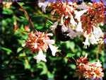 Bee on Flower