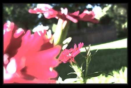 Edgy Flowers - sunlight, bush, flower, pink