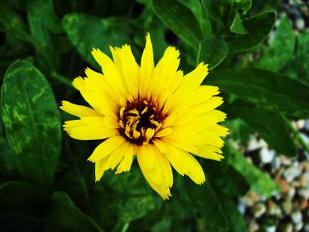 One Little One - sunlight, bush, flower, yellow